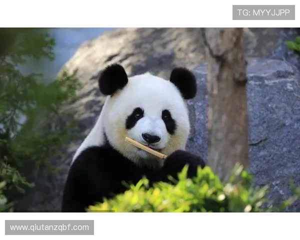 熊猫体育:以科技创新推动体育内容多样化发展的先锋力量